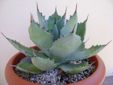 Agave seemanniana