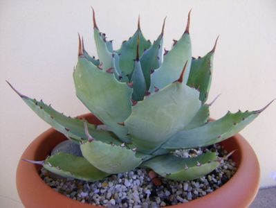 Agave seemanniana