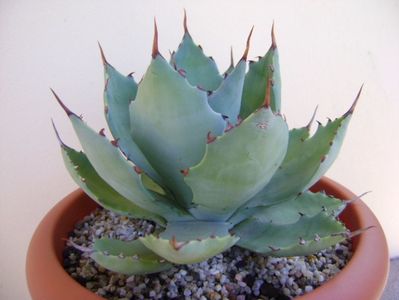 Agave seemanniana