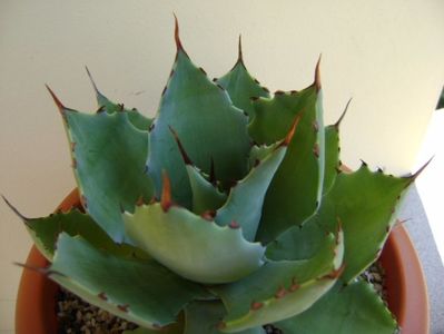 Agave seemanniana