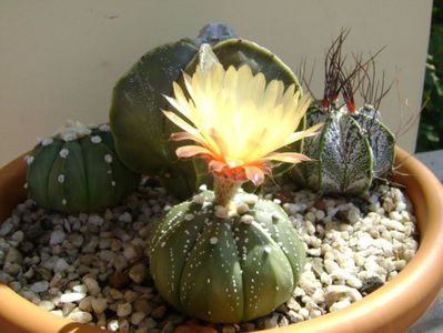 Astrophytum asterias hb.