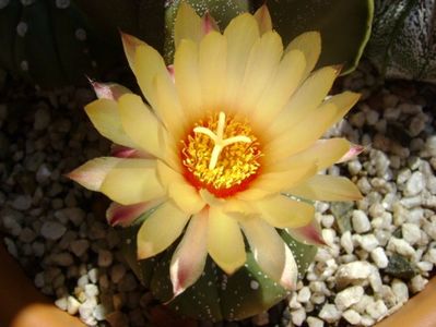 Astrophytum asterias hb.