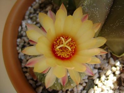 Astrophytum asterias hb.