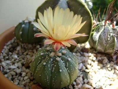 Astrophytum asterias hb.