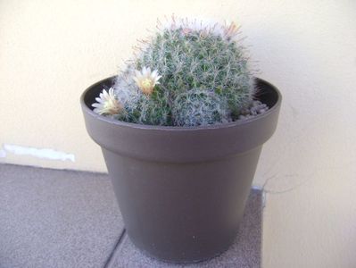 Mammillaria bocasana