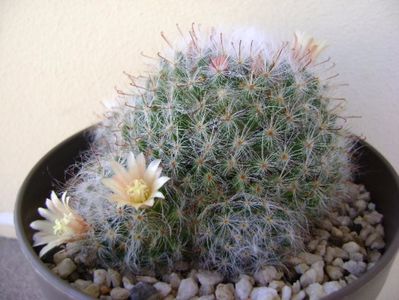 Mammillaria bocasana