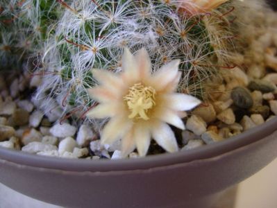 Mammillaria bocasana