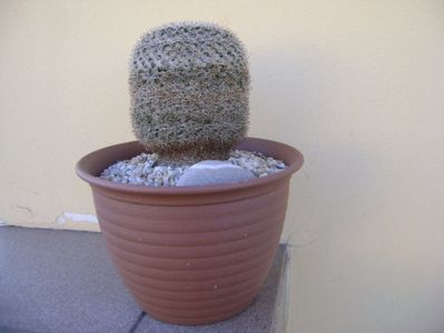 Mammillaria perbella