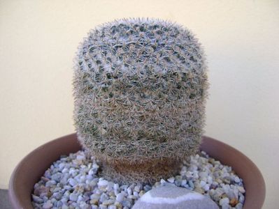 Mammillaria perbella