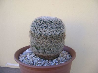 Mammillaria perbella