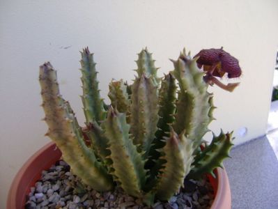 Orbea variegata