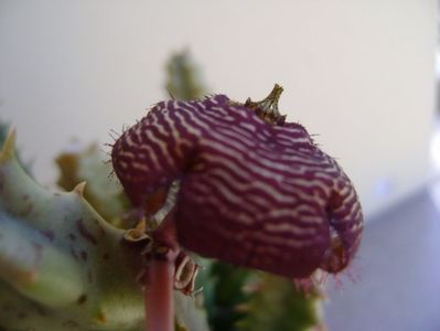 Orbea variegata