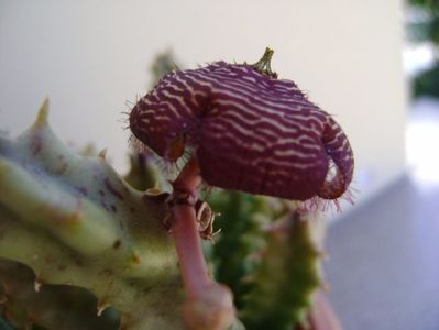 Orbea variegata