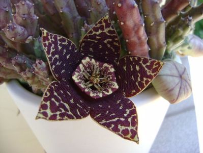 Stapelia variegata