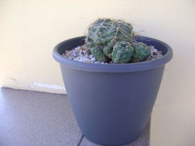 Gymnocalycium andreae