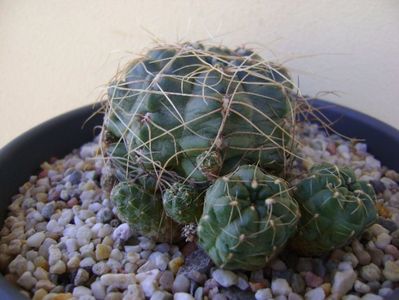 Gymnocalycium andreae