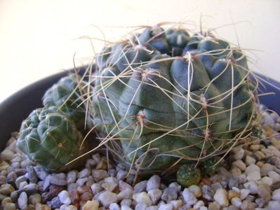 Gymnocalycium andreae