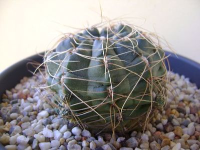 Gymnocalycium andreae