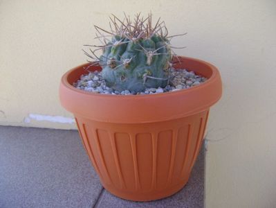 Gymnocalycium castellanosii