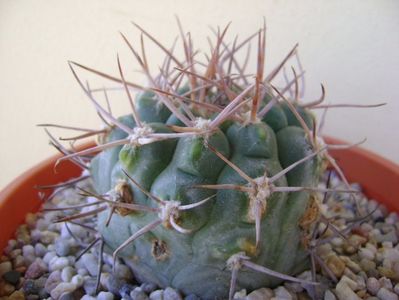 Gymnocalycium castellanosii