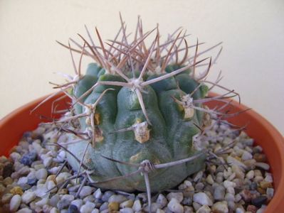 Gymnocalycium castellanosii