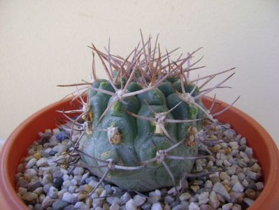 Gymnocalycium castellanosii