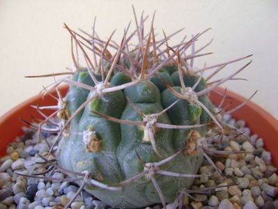 Gymnocalycium castellanosii