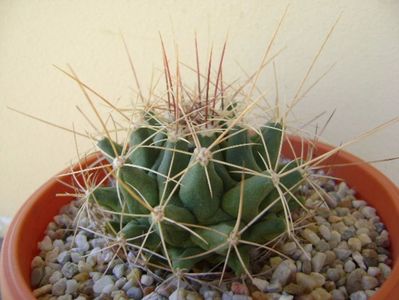 Thelocactus tulensis v. buekii