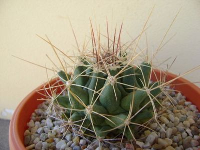 Thelocactus tulensis v. buekii