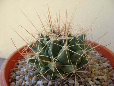 Thelocactus tulensis v. buekii