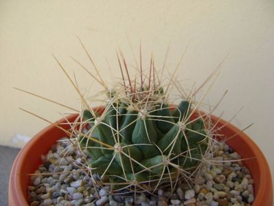 Thelocactus tulensis v. buekii