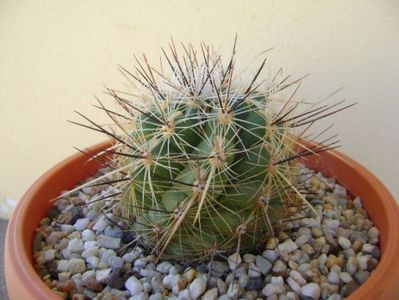 Thelocactus lausseri