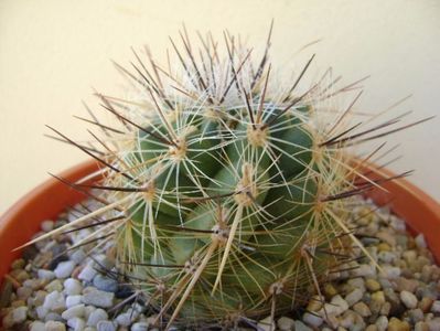 Thelocactus lausseri