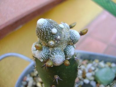 Blossfeldia liliputana