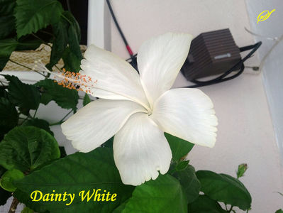 Dainty White(2-09-2017)\