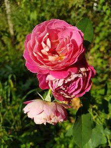 Centenaire de l Hay les Roses 26.08.2017