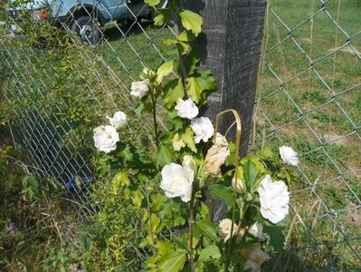 hibiscus syr. Jeanne d'Arc