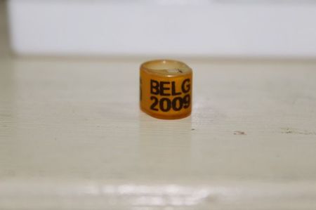 BELG 2009