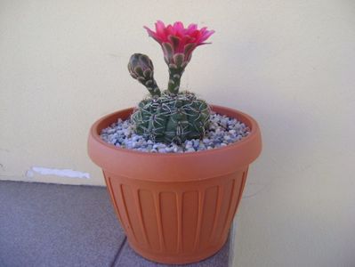 Gymnocalycium baldianum