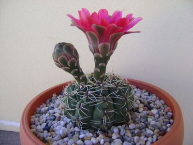 Gymnocalycium baldianum