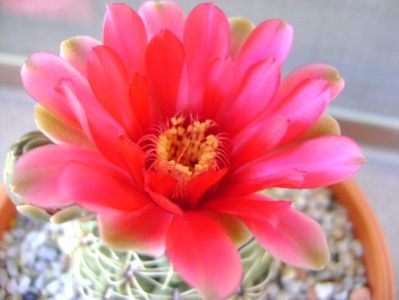 Gymnocalycium baldianum