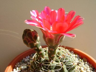 Gymnocalycium baldianum