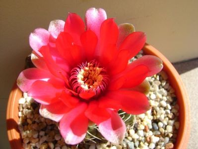 Gymnocalycium baldianum