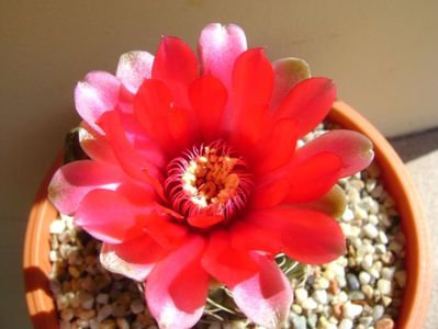 Gymnocalycium baldianum