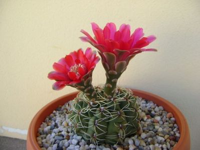 Gymnocalycium baldianum