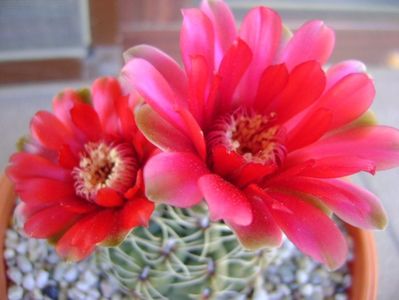 Gymnocalycium baldianum