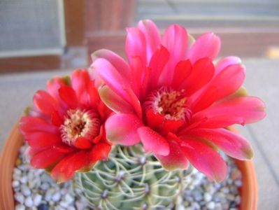 Gymnocalycium baldianum