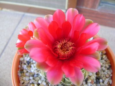 Gymnocalycium baldianum