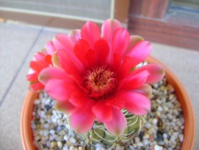 Gymnocalycium baldianum