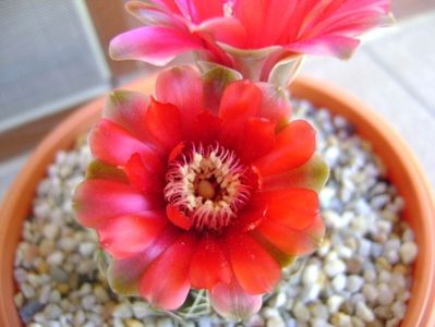 Gymnocalycium baldianum